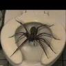toilet spider