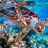 Turtles