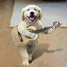 banjo hund