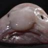 fishaki