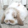gods strongest bunny