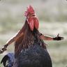 Speedchicken