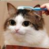life is harsh for cats