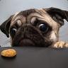 The pug of penetration