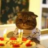 Corporal Cat Meowmers