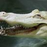 CroKy