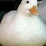 Ducc