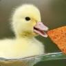 White Dorito Duck