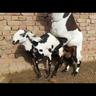 LustyGoat