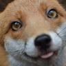 Jake The Fox