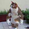 Catimus Maximus