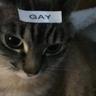 gato