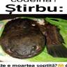 Stirbu