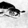 Black Turtle