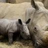 The Baby Rhino