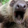 Surly_Sloth