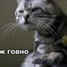 ЖОПА НАСОРОГА!