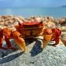 TuPo_KraB