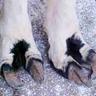 LamaToes
