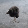 i respect birds