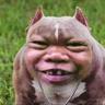 Trillouu