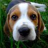Kaiser Hund der III