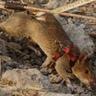 combat rat