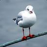 Gull