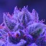 stoned