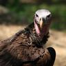 TheSpicyVulture