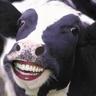 ✪ Rare Cow ✪ Love Heart