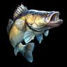 🦈Walleye Hunting🦈Narval™