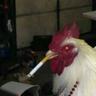 McChickens_