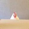 peep