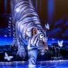Tiger Love
