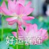 初月淮竹