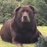 Ozzie