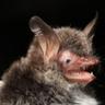 Bat