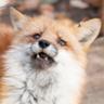 the team's furry