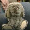 Floppy