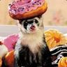 ferret
