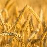 wheat