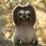 Wajina Sloth