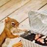 Barbecue Squirrel