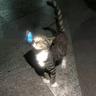 happy kitten