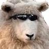 MTsheep