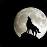 Alone GreyWolf ︻芫