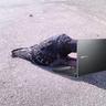 Igor The Pigeon