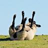 BlaaackSheep
