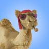 Camel.